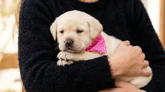 7 märkliga hundgester som enligt hundtränare är tecken på tillit och lojalitet