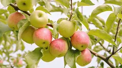 Vad erfarna odlare oftast planterar under äppelträdet: växter som ökar skörden