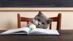 Hur smarta är katter egentligen – och vad kan de uppfatta?