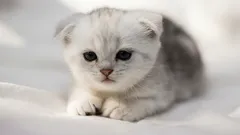 10 anledningar till varför du borde skaffa en katt