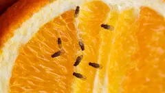 Adjö, bananflugor: så blir du av med dem med hjälp av ett enkelt husmorsknep