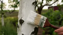 Hur man vitkalkar träd på våren: prova dessa effektiva alternativ till kalk