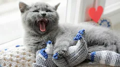 Varför går din katt omkring i hemmet och jamar – vad försöker den säga dig?