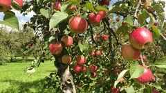 Beskärning av fruktträd: rätt tidpunkt och praktiska tips för en rik skörd